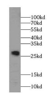 Syntaxin 8 antibody