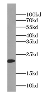 Tim23 antibody