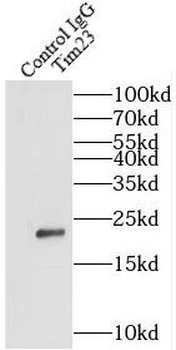 Tim23 antibody