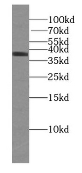 U2AF35 antibody