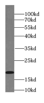 UBC9-Specific antibody