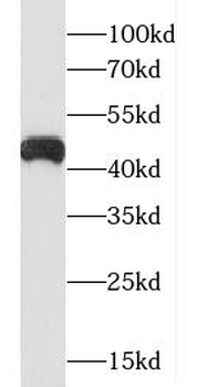 C5AR1 antibody