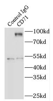 CD71 antibody