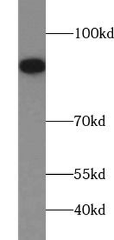 CD71 antibody