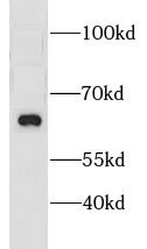 CNKSR3 antibody