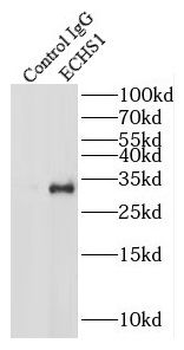 ECHS1 Antibody