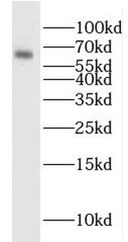 ENT1 antibody