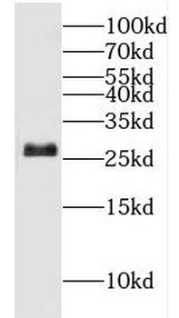 ERAB antibody