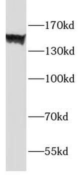 F4/80 antibody