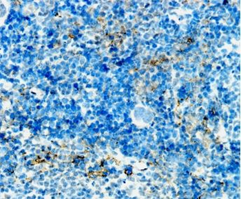 F4/80 antibody