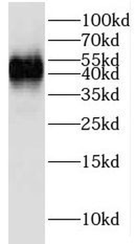 IGBP1 Antibody