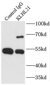 KLHL21 antibody