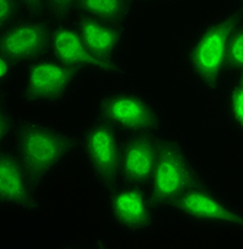 LMP2 antibody