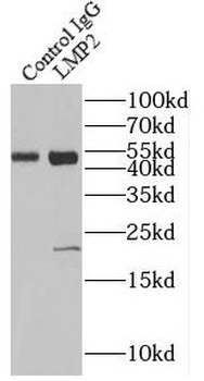 LMP2 antibody