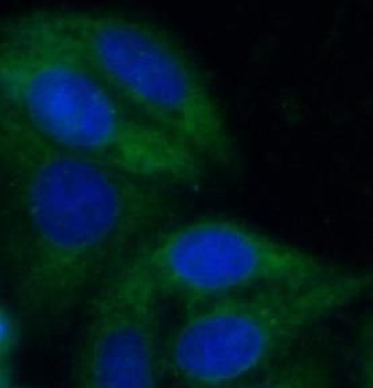 MPC2 antibody