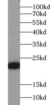 MYL11 Antibody