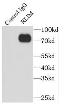 RLIM antibody