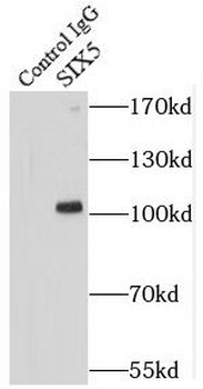 SIX5 antibody