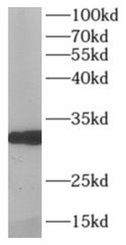 MPG Antibody