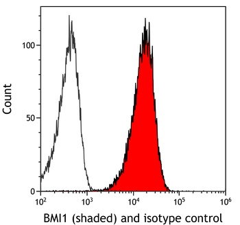 BMI1 Antibody