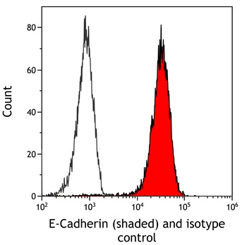 E-Cadherin Antibody