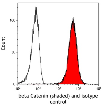beta Catenin Antibody