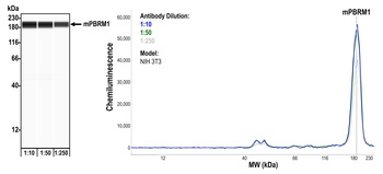 PBRM1 Antibody