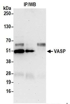 VASP Antibody