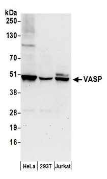 VASP Antibody