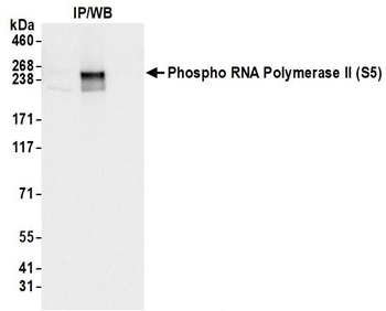 RNA Polymerase II, Phospho (S5) Antibody