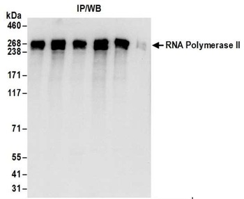 RNA Polymerase II, Phospho (S2) Antibody