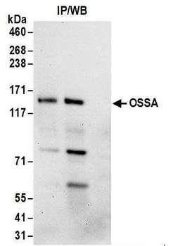 OSSA Antibody