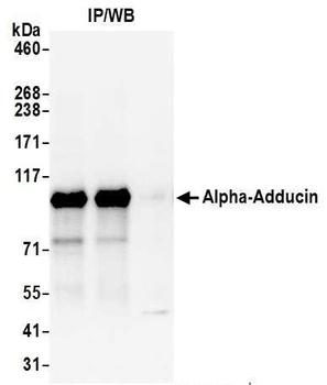 Alpha-Adducin Antibody