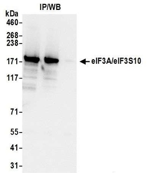 eIF3A/eIF3S10 Antibody
