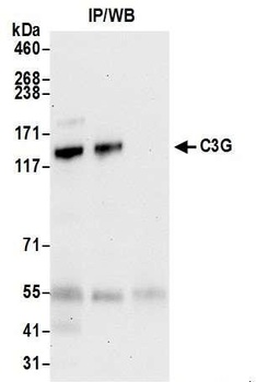 C3G Antibody