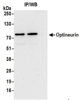 Optineurin Antibody
