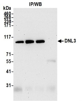 DNL3 Antibody
