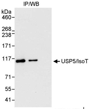USP5/IsoT Antibody