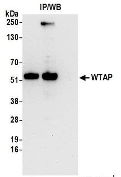 WTAP Antibody