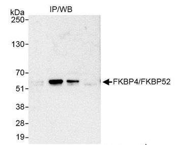 FKBP4/FKBP52 Antibody