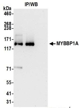 MYBBP1A Antibody