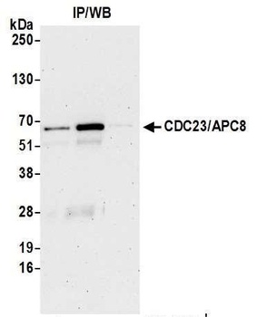 CDC23/APC8 Antibody