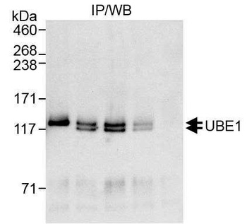 UBE1 Antibody