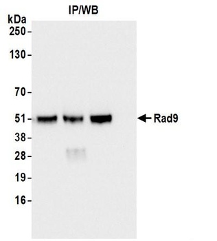 Rad9 Antibody