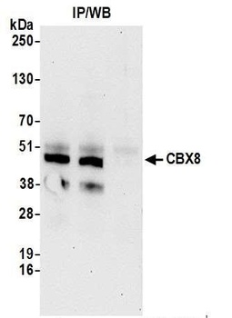 CBX8 Antibody