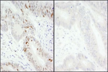 MCM2, Phospho (S40/S41) Antibody