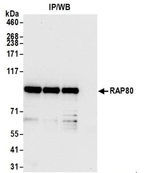 RAP80 Antibody