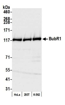 BubR1 Antibody
