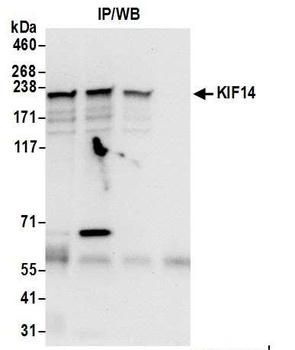 KIF14 Antibody