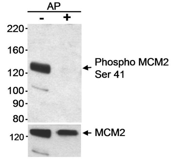 MCM2, Phospho (S41) Antibody